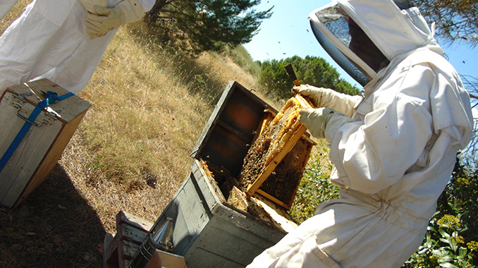 Abeilles : lien entre formation et initiatives écologiques