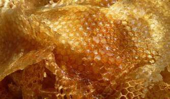 Roubaix : les abeilles, sentinelles de la biodiversité