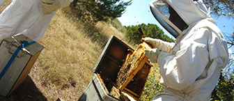 Abeilles : lien entre formation et initiatives écologiques